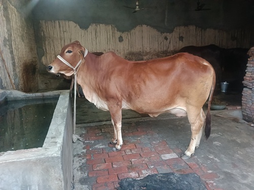 Hf Cow - Color: Brown