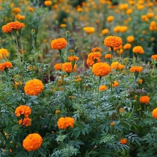 Full Sun Exposure Insect Resistant Fast Growth Natural Green Leaves Outdoor Marigold Plant