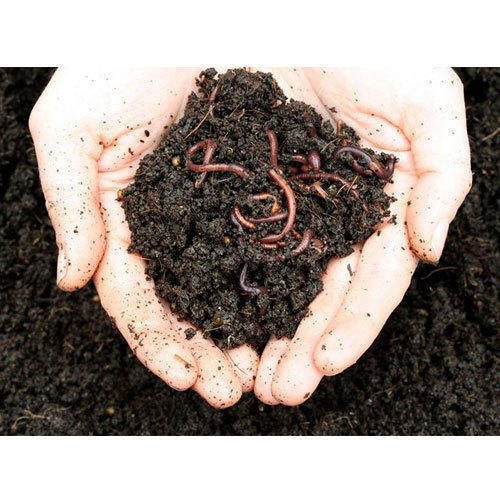 A Grade 100 Percent Pure Eco Friendly Vermicompost Fertilizer and Soil Conditioner