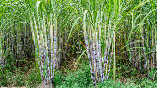 Sugar Cane Planter