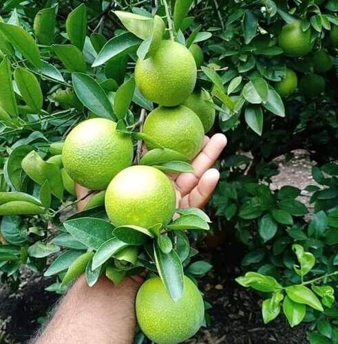 Well Watered Green Organic Lemon Plant