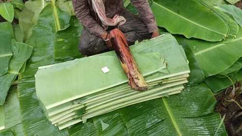 Green Color Eco Friendly Premium Banana Leaf