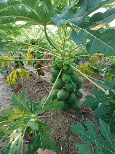 Papaya Farming By Bhavana Agrotech