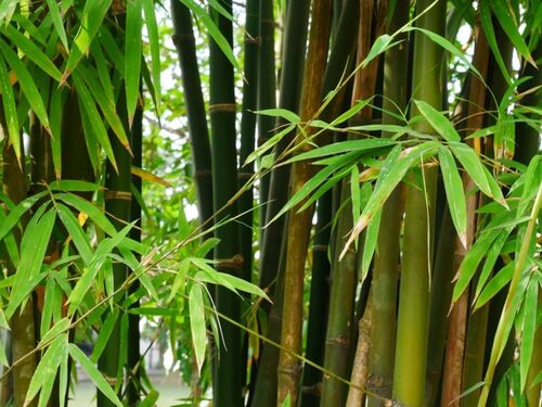 Bamboo Tree