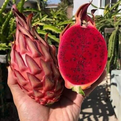 Organic Fresh Red Dragon Fruit