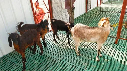 Goat Farming Services By Sri Aishwarya Enterprises