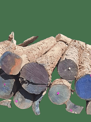 Pine Wood Logs