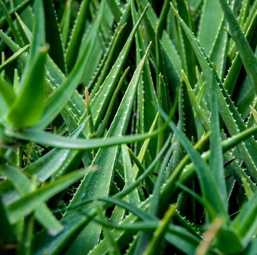 ALOE VERA PLANT