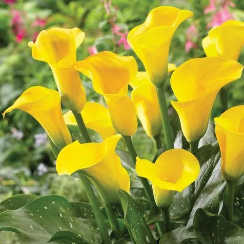 Calla Lily Yellow Flower Bulbs