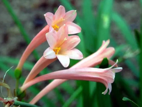 lily flower bulb