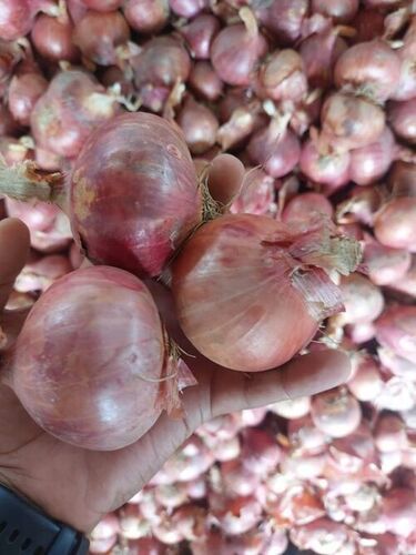 Organic Fresh Onion