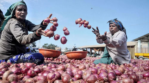 Pungent Flavor Fresh Red Onions