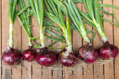 Organic And Farm Fresh Natural Red Onion