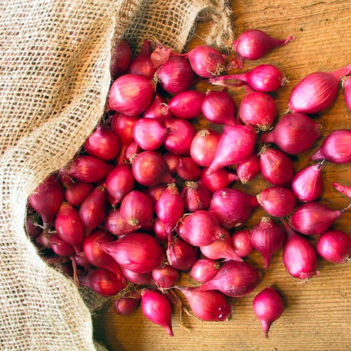 Good For Health Red Baby Onions