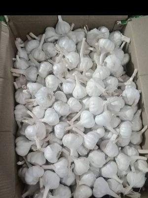 white garlic