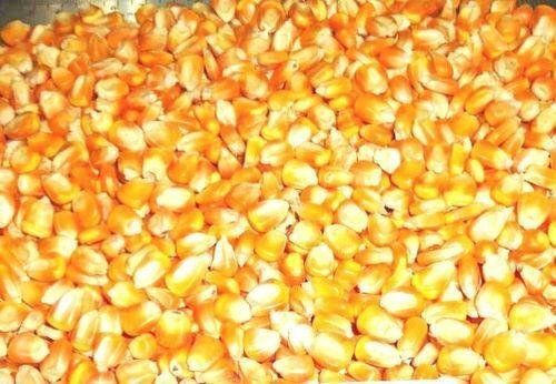 Yellow Corn Animal Feed - 10% Min Protein, 13% Max Moisture, Non-GMO Quality | Grade 2&3, 25/50 Kg Packing, Dried Texture