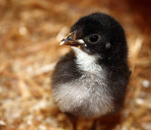 chicken alive baby black
