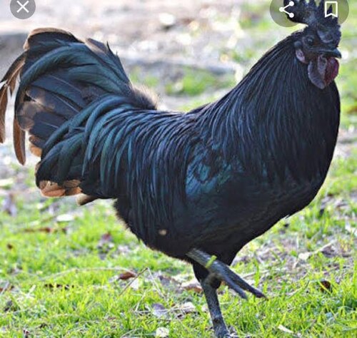 cock black                         