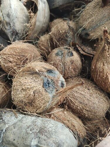 Natural Brown Premium Dried Fresh Coconut