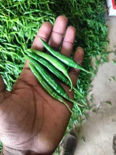 Organic Fresh Spicy Green Chilli