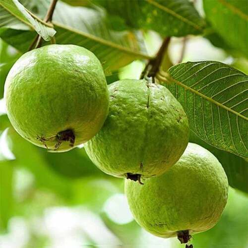 Well Cared Fruit Nursery Plant