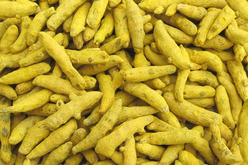 Aromatic Yellow Color Antioxidant Turmeric Finger