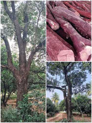 red sabdlewood