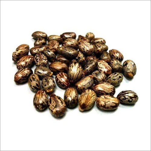 Castor seeds