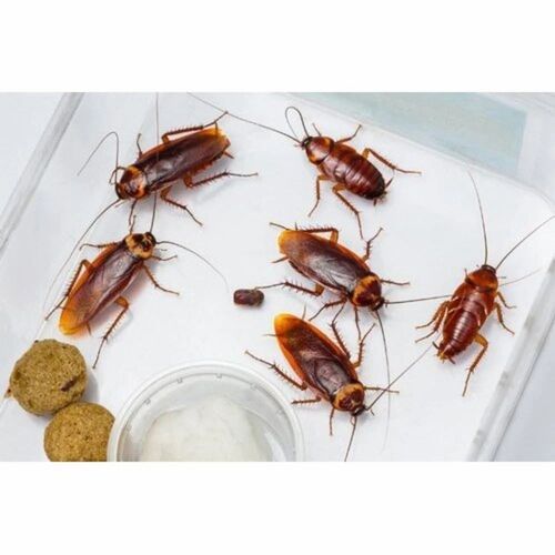 Cockroach Pest Control Services