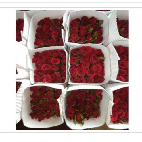 Red Rose Flower - 100% Pure Fresh Flowers, A Grade Quality, Insect Resistant, Eco-Friendly, Ideal for Home and Wedding Decoration