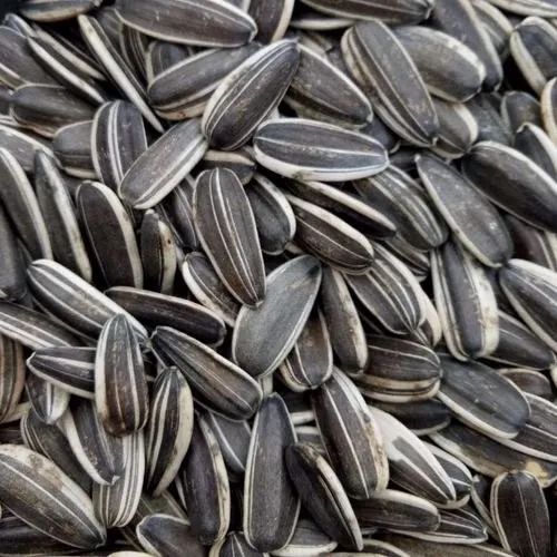 Sunflower Seed