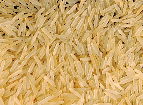 1121 Basmati golden sella