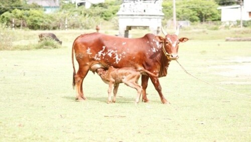 bargur cow