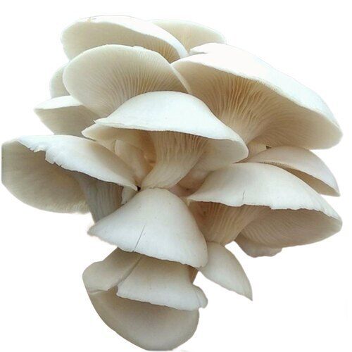 fresh mushroom