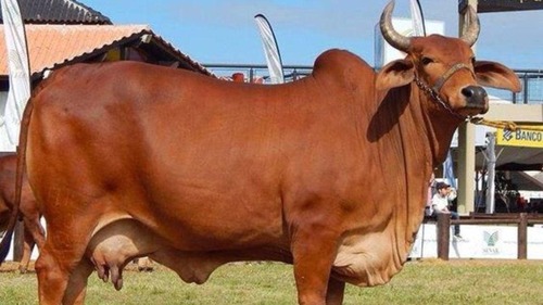 Red Sindhi cow
