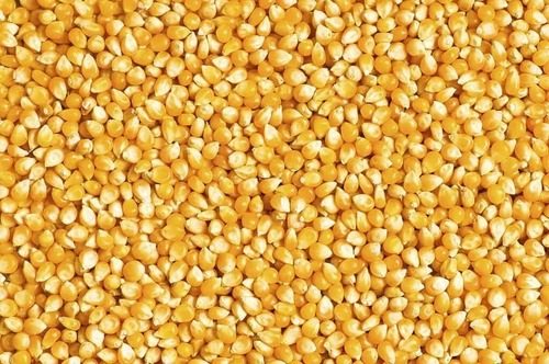 Maize