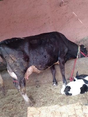 Disease Free Black And White HF Cows