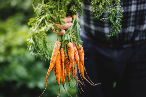 Organic Carrot 