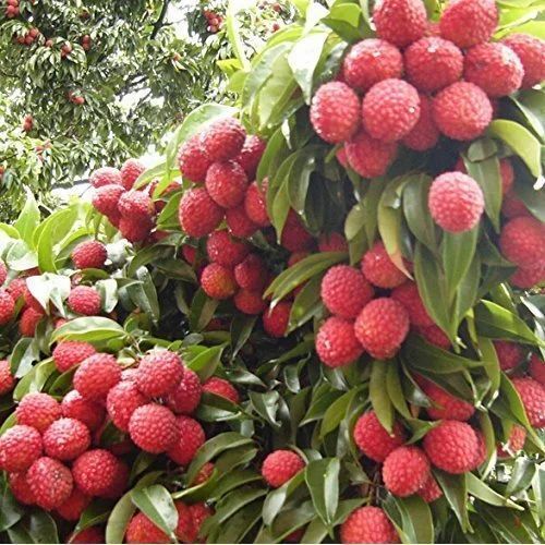 Litchi Plant