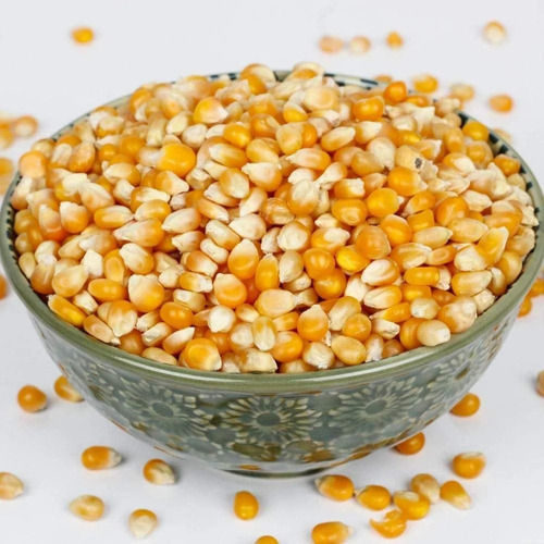 Indian Origin Dried Yellow Corn Seed