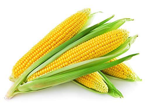 Indian Origin Natural Maize Corn Seed