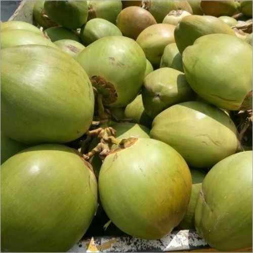 Green tender coconut 