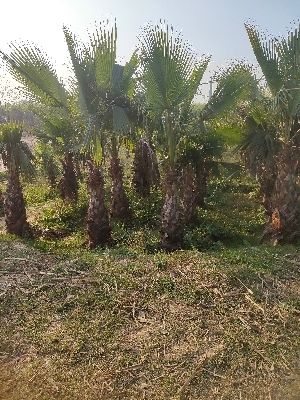 washingtonia robusta