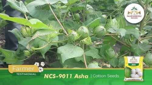 Cotton Seeds