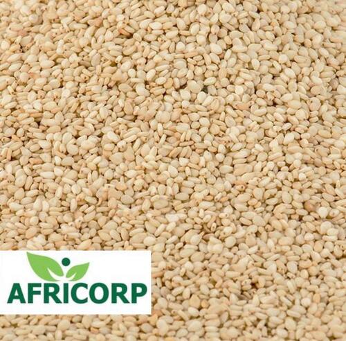 Sesame Seeds - 48% Moisture, 5-7% Ash | White Oil Seeds for Bakery, Sweets, and Oil Extraction