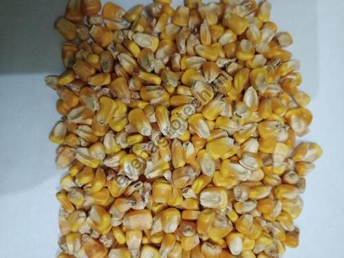 Healthy And Nutritious Yellow Maize Seeds