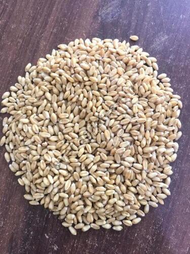 High In Protein Brown Indian Wheat Seeds