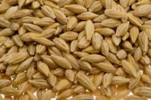 cereal grain