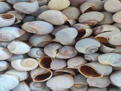 Eco Friendly Natural Sea Shells