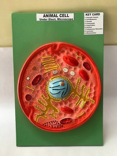 Wood Animal Cell Model for Laboratory